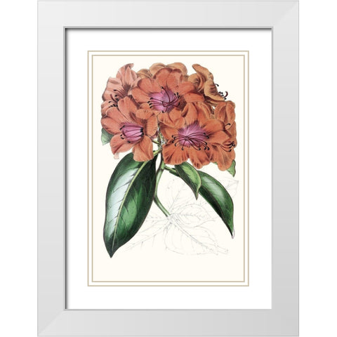 Paxton Tropicals I White Modern Wood Framed Art Print with Double Matting by Paxton