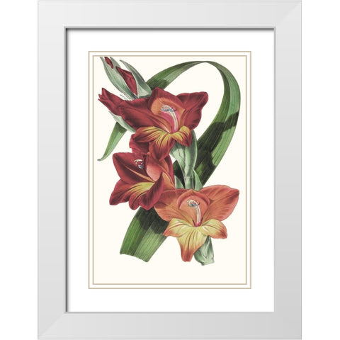 Paxton Tropicals II White Modern Wood Framed Art Print with Double Matting by Paxton