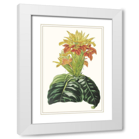 Paxton Tropicals III White Modern Wood Framed Art Print with Double Matting by Paxton