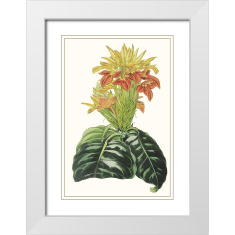 Paxton Tropicals III White Modern Wood Framed Art Print with Double Matting by Paxton
