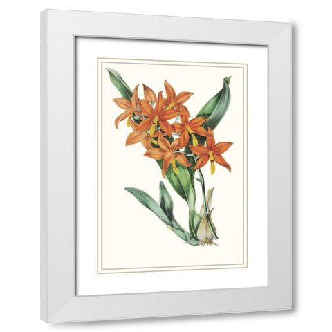 Paxton Tropicals IV White Modern Wood Framed Art Print with Double Matting by Paxton