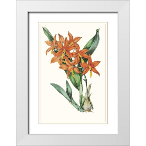 Paxton Tropicals IV White Modern Wood Framed Art Print with Double Matting by Paxton