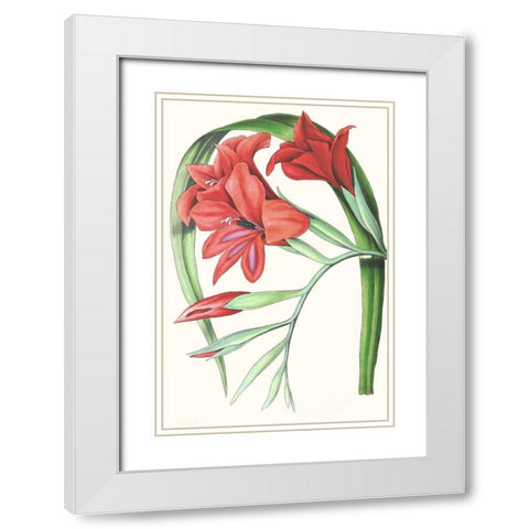 Paxton Tropicals V White Modern Wood Framed Art Print with Double Matting by Paxton