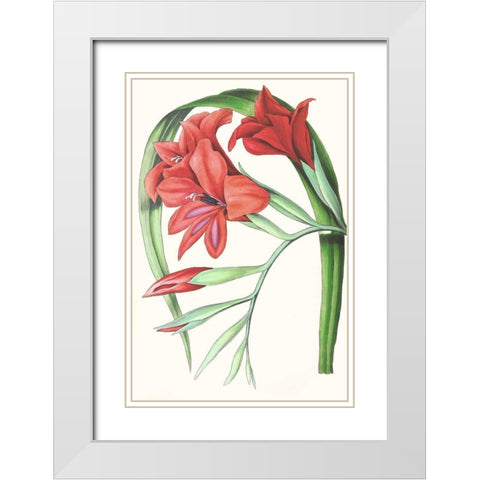 Paxton Tropicals V White Modern Wood Framed Art Print with Double Matting by Paxton