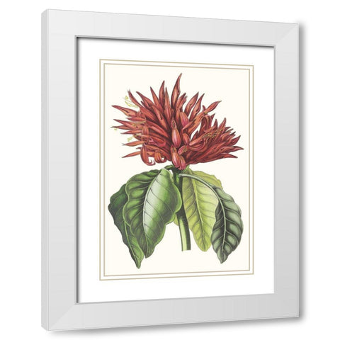 Paxton Tropicals VI White Modern Wood Framed Art Print with Double Matting by Paxton