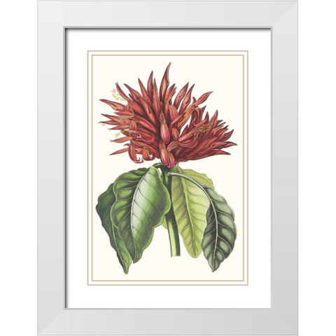 Paxton Tropicals VI White Modern Wood Framed Art Print with Double Matting by Paxton