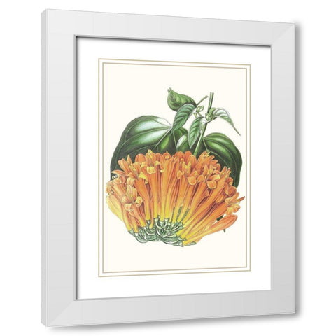 Paxton Tropicals VII White Modern Wood Framed Art Print with Double Matting by Paxton