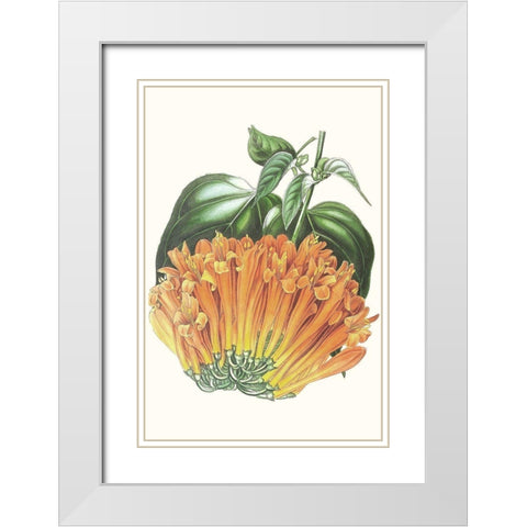 Paxton Tropicals VII White Modern Wood Framed Art Print with Double Matting by Paxton