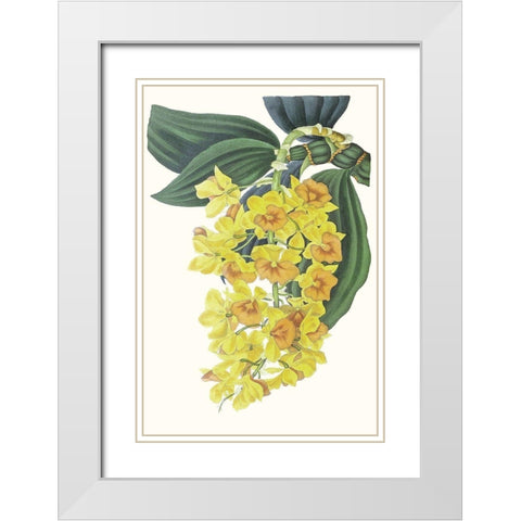 Paxton Tropicals VIII White Modern Wood Framed Art Print with Double Matting by Paxton