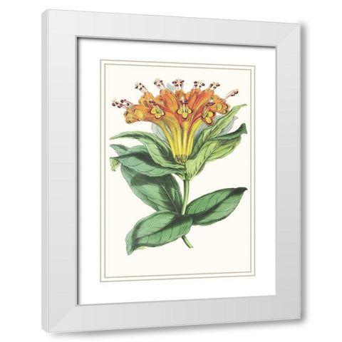 Paxton Tropicals IX White Modern Wood Framed Art Print with Double Matting by Paxton