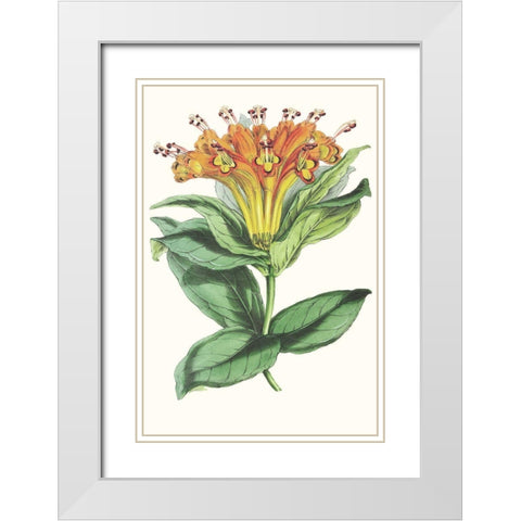 Paxton Tropicals IX White Modern Wood Framed Art Print with Double Matting by Paxton