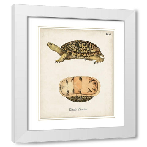 Antique Turtles And Shells V White Modern Wood Framed Art Print with Double Matting by Unknown