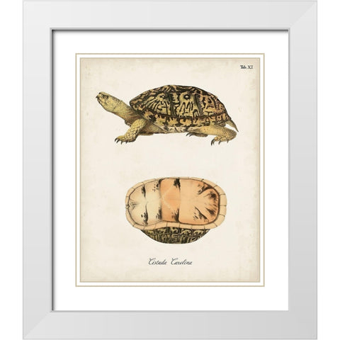 Antique Turtles And Shells V White Modern Wood Framed Art Print with Double Matting by Unknown