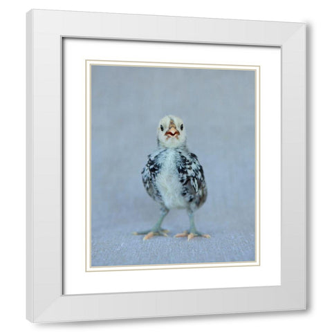 Napoleon White Modern Wood Framed Art Print with Double Matting by Soderman, Tania