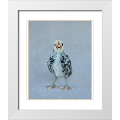 Napoleon White Modern Wood Framed Art Print with Double Matting by Soderman, Tania