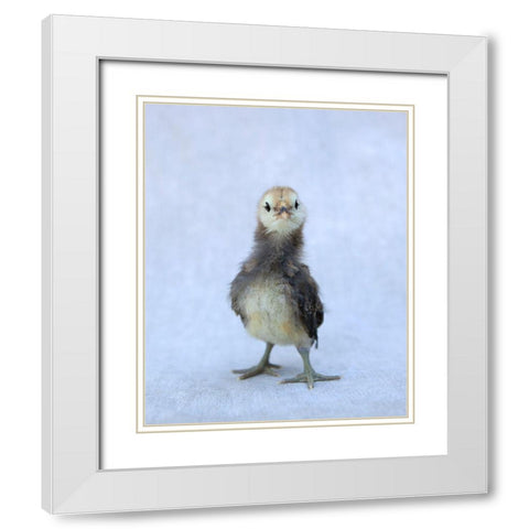 Viva White Modern Wood Framed Art Print with Double Matting by Soderman, Tania