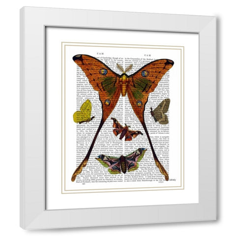 Moth Plate 1 White Modern Wood Framed Art Print with Double Matting by Fab Funky