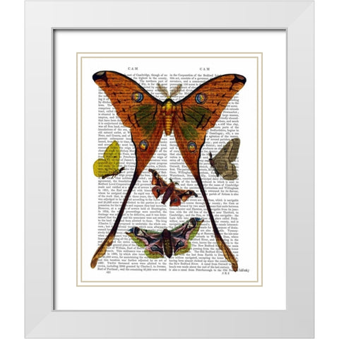 Moth Plate 1 White Modern Wood Framed Art Print with Double Matting by Fab Funky