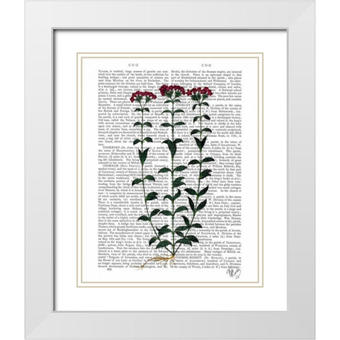 Italian Carnation 6 White Modern Wood Framed Art Print with Double Matting by Fab Funky