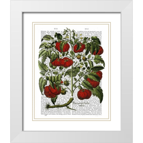 Tomato Plant White Modern Wood Framed Art Print with Double Matting by Fab Funky
