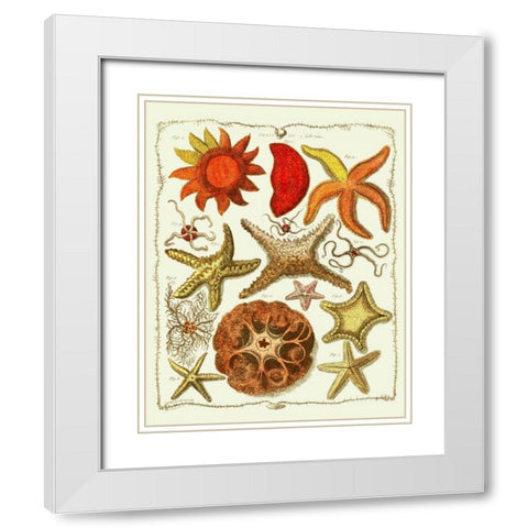 Starfish and Sea Urchins a White Modern Wood Framed Art Print with Double Matting by Fab Funky