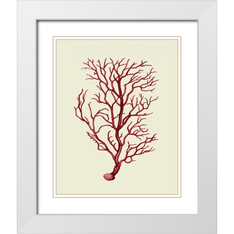 Corals Coral On Cream b White Modern Wood Framed Art Print with Double Matting by Fab Funky