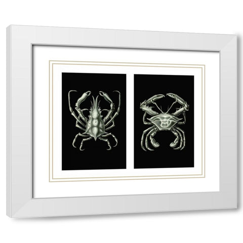 Crabs On Black in 2 panels White Modern Wood Framed Art Print with Double Matting by Fab Funky