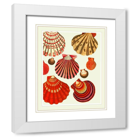 Red and Cream Clam Shells White Modern Wood Framed Art Print with Double Matting by Fab Funky