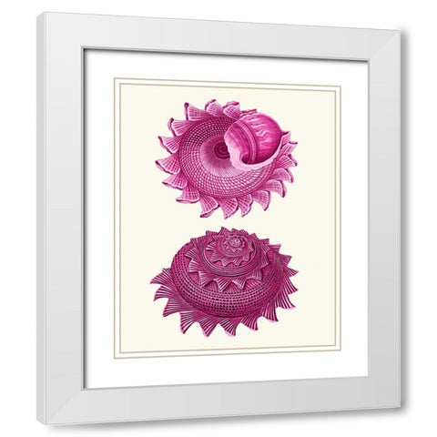 Pink Shells b White Modern Wood Framed Art Print with Double Matting by Fab Funky