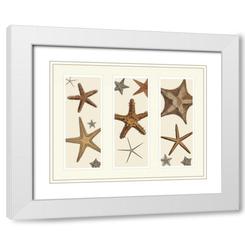 Starfish Print on 3 Panels White Modern Wood Framed Art Print with Double Matting by Fab Funky