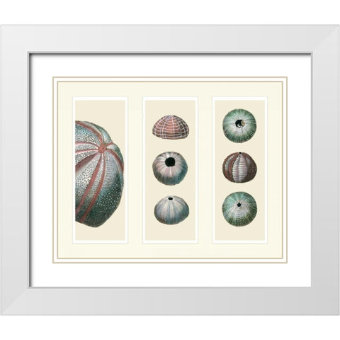 Sea Urchins on 3 Panels White Modern Wood Framed Art Print with Double Matting by Fab Funky