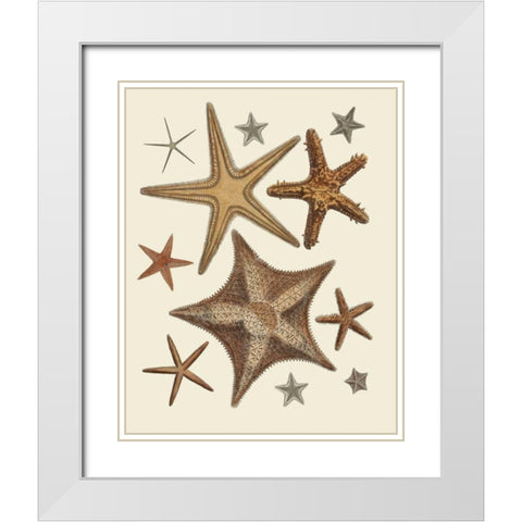 Starfish Collection 1 White Modern Wood Framed Art Print with Double Matting by Fab Funky