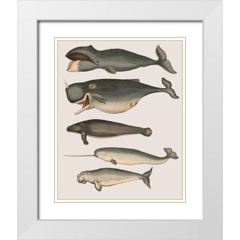 Five Vintage Whales White Modern Wood Framed Art Print with Double Matting by Fab Funky