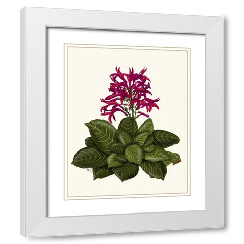 Tropical Flower 1 White Modern Wood Framed Art Print with Double Matting by Fab Funky