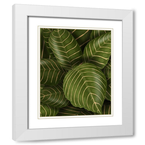 Aphelandri Leopoldi White Modern Wood Framed Art Print with Double Matting by Fab Funky