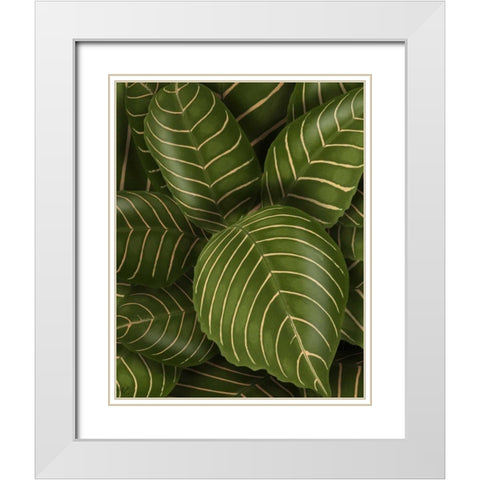 Aphelandri Leopoldi White Modern Wood Framed Art Print with Double Matting by Fab Funky