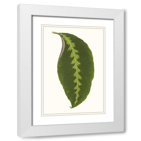 Collected Leaves I White Modern Wood Framed Art Print with Double Matting by Vision Studio