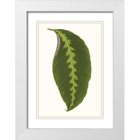 Collected Leaves I White Modern Wood Framed Art Print with Double Matting by Vision Studio