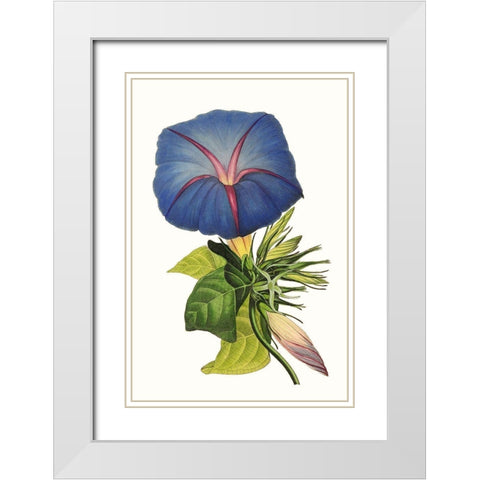 Paxton Florals I White Modern Wood Framed Art Print with Double Matting by Paxton