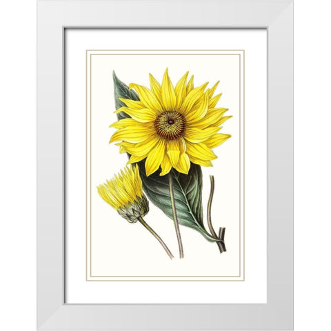 Paxton Florals II White Modern Wood Framed Art Print with Double Matting by Paxton