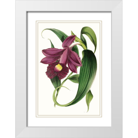 Paxton Florals V White Modern Wood Framed Art Print with Double Matting by Paxton