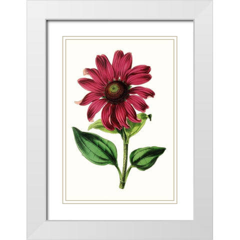 Paxton Florals VI White Modern Wood Framed Art Print with Double Matting by Paxton