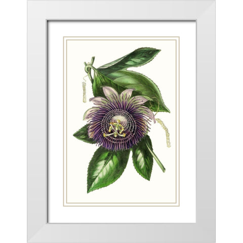 Paxton Florals VII White Modern Wood Framed Art Print with Double Matting by Paxton