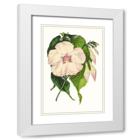 Paxton Florals VIII White Modern Wood Framed Art Print with Double Matting by Paxton