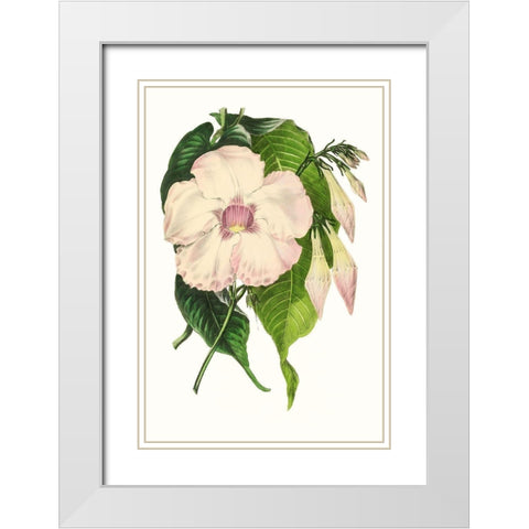 Paxton Florals VIII White Modern Wood Framed Art Print with Double Matting by Paxton