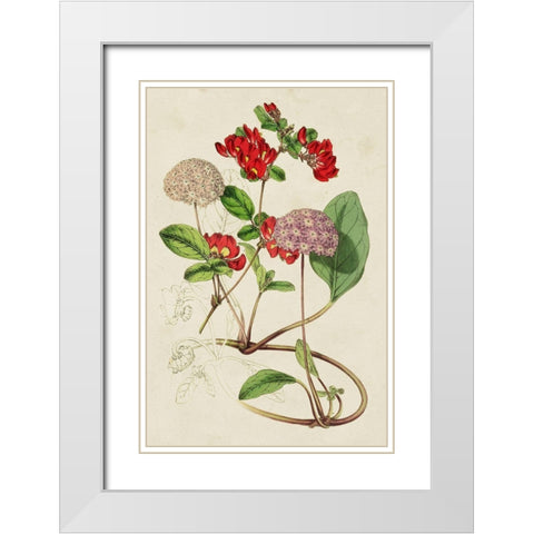 Paxton Botanical Pairing III White Modern Wood Framed Art Print with Double Matting by Paxton