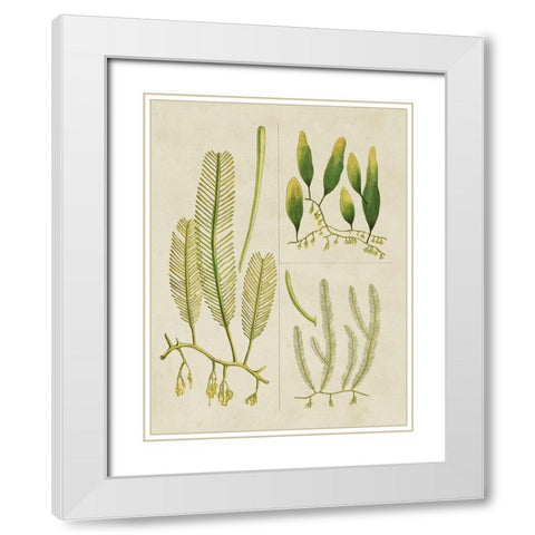 Vintage Sea Grass I White Modern Wood Framed Art Print with Double Matting by Vision Studio