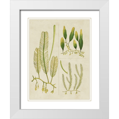 Vintage Sea Grass I White Modern Wood Framed Art Print with Double Matting by Vision Studio