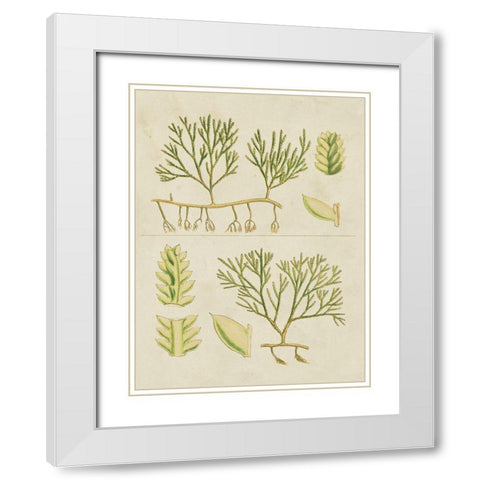 Vintage Sea Grass II White Modern Wood Framed Art Print with Double Matting by Vision Studio