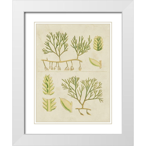 Vintage Sea Grass II White Modern Wood Framed Art Print with Double Matting by Vision Studio